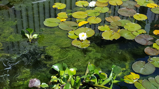 Florist «Loose Caboose LLC», reviews and photos, 18492 E Telegraph Rd, Santa Paula, CA 93060, USA