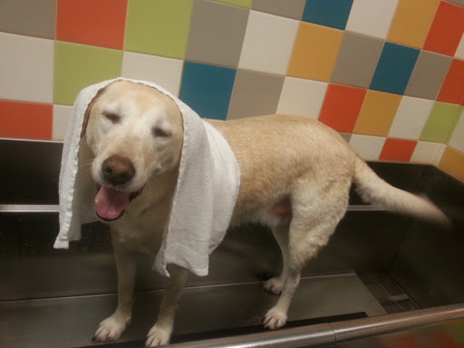 Pet Supply Store «Unleashed by Petco», reviews and photos, 20649 SW Roy Rogers Rd #301, Sherwood, OR 97140, USA