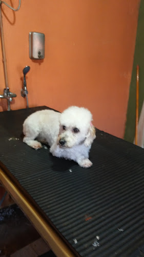 Peluqueria Canina Guau - San José de Mayo