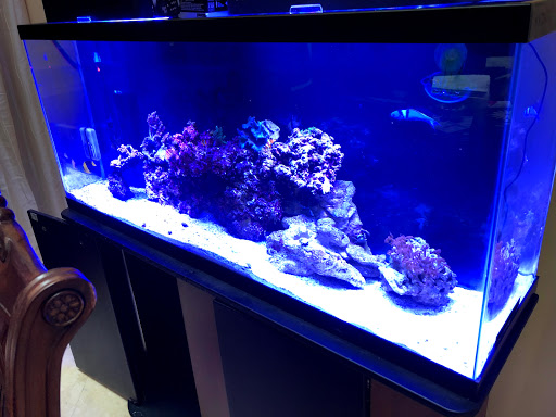 Tropical Fish Store «Hooked On Reefs», reviews and photos, 228 Hibiscus St #1, Jupiter, FL 33458, USA