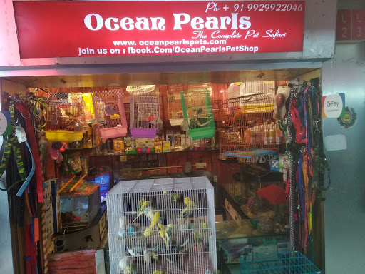 Rabbit shops in Jaipur