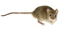 In Touch Pest Control - Photo 8 - Car repair in , Los Angeles