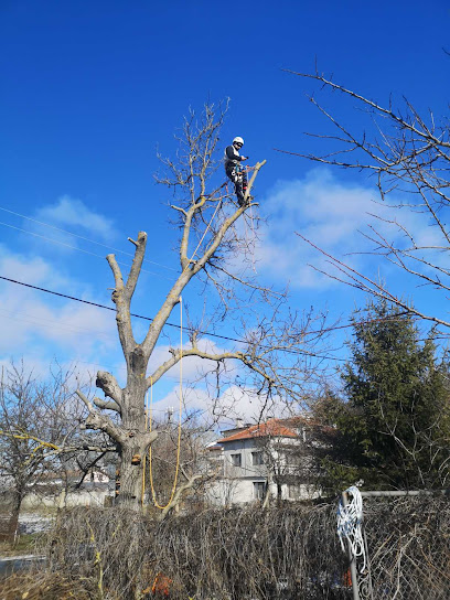 Tree care Varna