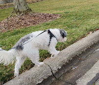 Scales Tails & Paws Pet Sitting & Dog Walking Westerville, OH - Photo 7 - Car repair in , Columbus