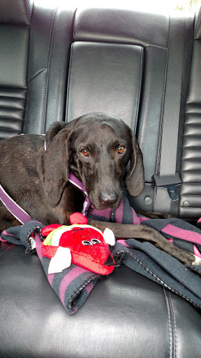 Pet Supply Store «PetSmart», reviews and photos, 4180 US-1, Monmouth Junction, NJ 08852, USA