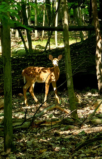 Park «Fancher Davidge Park», reviews and photos, 130 Lake Ave, Middletown, NY 10940, USA