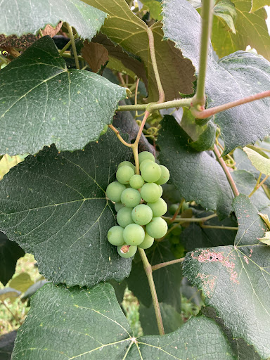 Winery «Four Sisters Winery», reviews and photos, 783 County Road 519, Belvidere, NJ 07823, USA