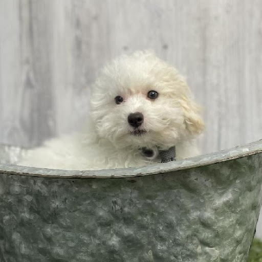 Pet Store «Pet Express», reviews and photos, 250 Granite St, Braintree, MA 02184, USA