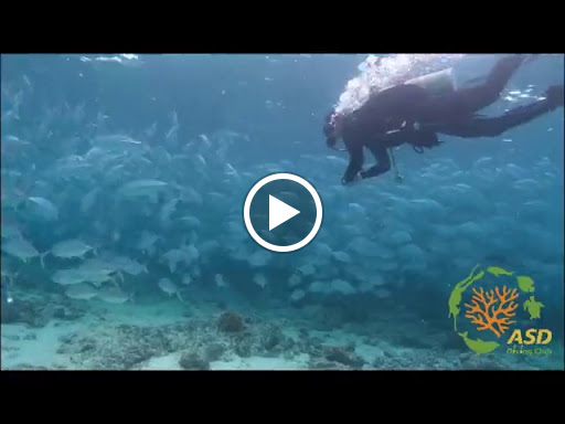 ASD Scuba Diving School image