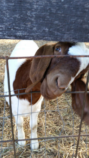 Tourist Attraction «Mitcham Farm», reviews and photos, 797 W Macedonia Church Rd, Oxford, GA 30054, USA