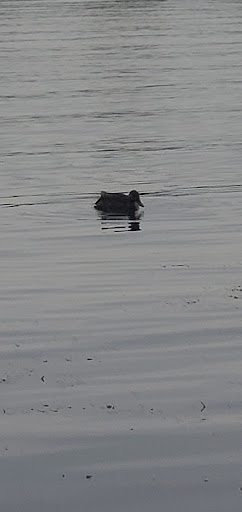 Park «Paulus Park», reviews and photos, 200 S Rand Rd, Lake Zurich, IL 60047, USA