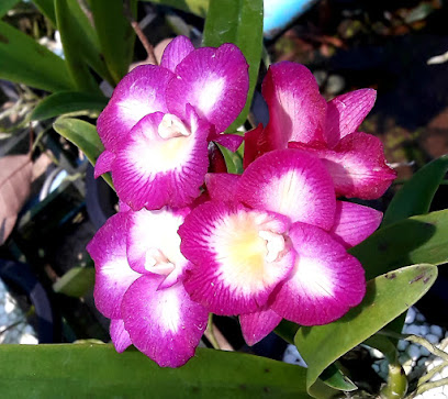 Yuan nan orchid nursery
