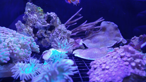 Pet Store «Aqua Pros», reviews and photos, 500 & 510 Pennsylvania Ave, Glen Ellyn, IL 60137, USA