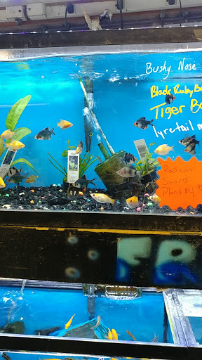 Pet Supply Store «Whiteway Pet Shop», reviews and photos, 950 Elizabeth Ave, Elizabeth, NJ 07201, USA