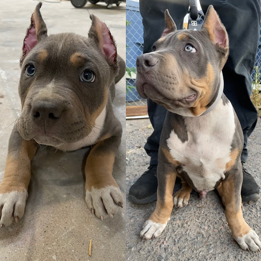 Powell Veterinary Service, Inc. image