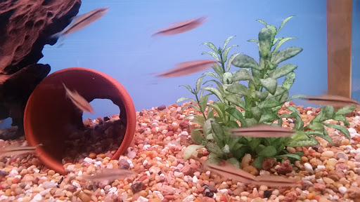 Tropical Fish Store «Golden Fish Aquariums», reviews and photos, 7145 W Colfax Ave, Lakewood, CO 80214, USA