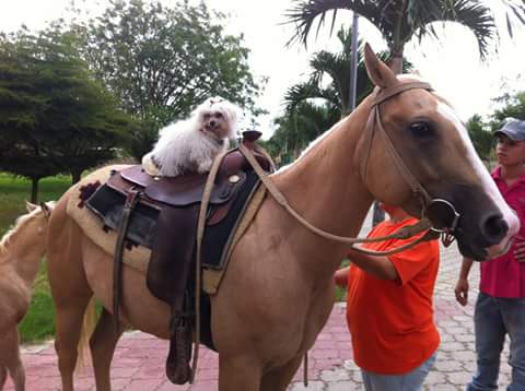 Country Club «Tulsa Country Club», reviews and photos, 701 N Union Ave, Tulsa, OK 74127, USA