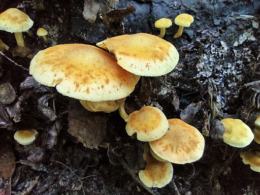 County Government Office «Brevard County Enchanted Forest Sanctuary», reviews and photos, 444 Columbia Blvd, Titusville, FL 32780, USA