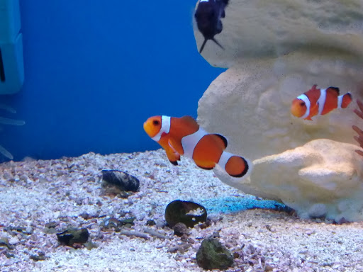 Pet Store «Wet Pets N Critters», reviews and photos, 103 TX-281 Loop, Longview, TX 75605, USA