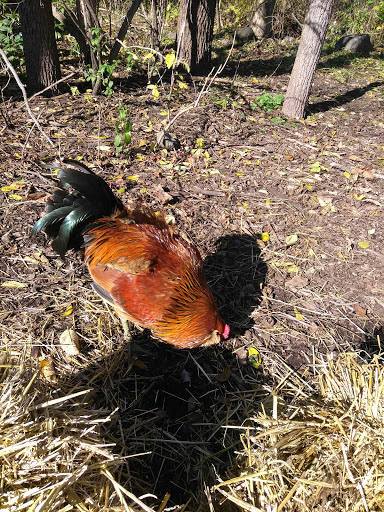 Historical Place Museum «Cobblestone Farm», reviews and photos, 2781 Packard Rd, Ann Arbor, MI 48108, USA