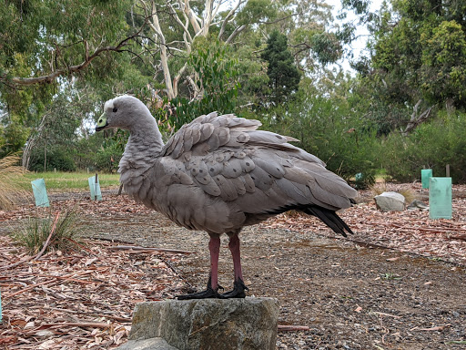 Bird protection Adelaide