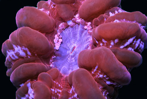 Aquarium «VIP Reef Aquarium», reviews and photos, 16300 SW 137th Ave #121, Miami, FL 33177, USA