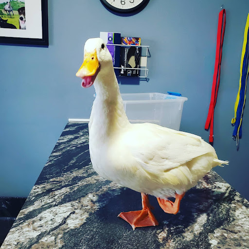 Hillcrest Veterinary Service image