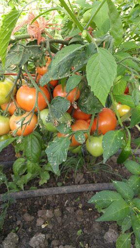 Park «Gamebird Park», reviews and photos, 1500 Mallard Ave, Springfield, OR 97477, USA