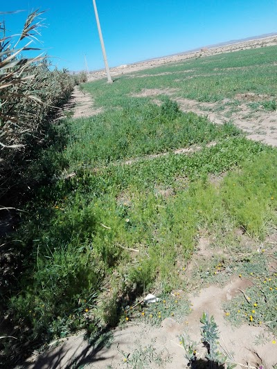 Photos of عيسى فضيلي