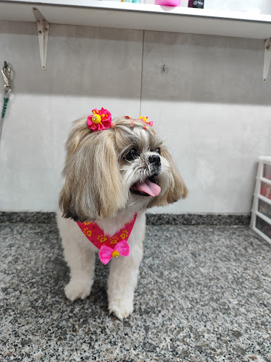 Logo da empresa - Pet Lovers Pet Shop