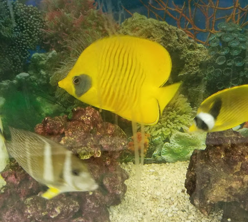 Pet Store «Petland Discounts - LI City», reviews and photos, 34-60 48th Ave, Queens, NY 11101, USA