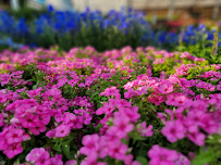 Lowe's Garden Center - Photo 6 - Car repair in Tallahassee, FL, Tallahassee