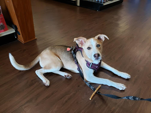 Pet Supply Store «All About Dogs & Cats LLC», reviews and photos, 1429 S Glenstone Ave, Springfield, MO 65804, USA