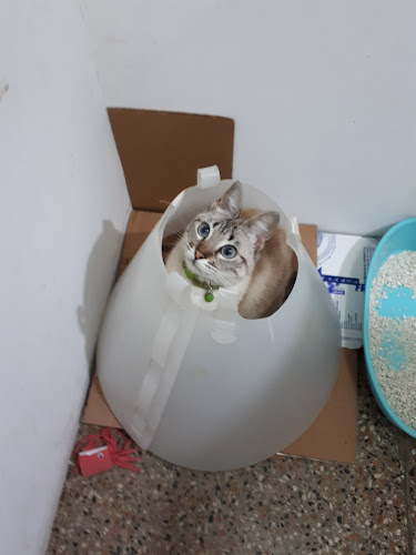 Veterinaria Modelo