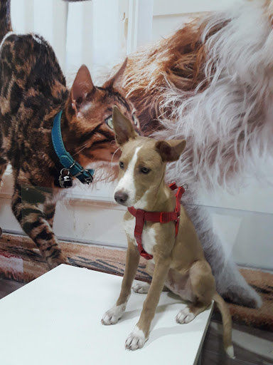 Mediterranean Clínica Veterinaria en Almuñécar