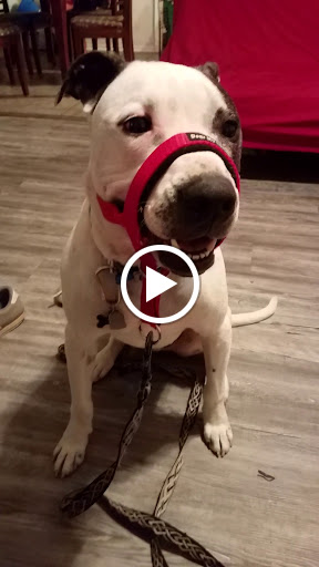 Pet Supply Store «Petco Animal Supplies», reviews and photos, 12444 NW 10th St #301, Yukon, OK 73099, USA