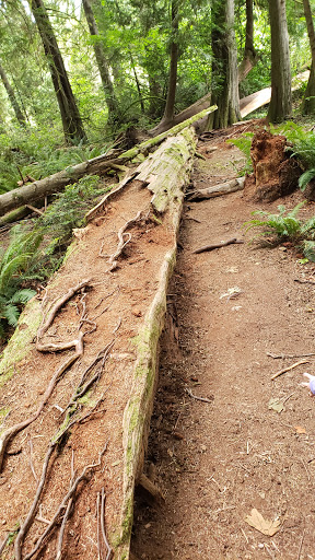 Nature Preserve «Gazzam Lake Nature Preserve», reviews and photos, 6105 NE Marshall Rd, Bainbridge Island, WA 98110, USA