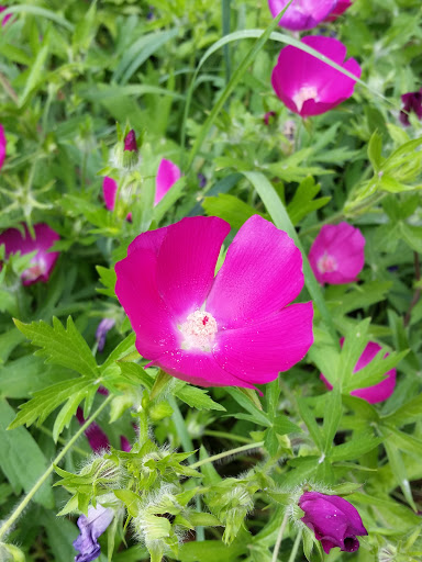 Historical Place Museum «Cobblestone Farm», reviews and photos, 2781 Packard Rd, Ann Arbor, MI 48108, USA