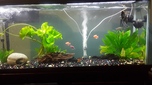 Pet Supply Store «Petland Discounts - Fulton Street», reviews and photos, 1216 Fulton St, Brooklyn, NY 11216, USA