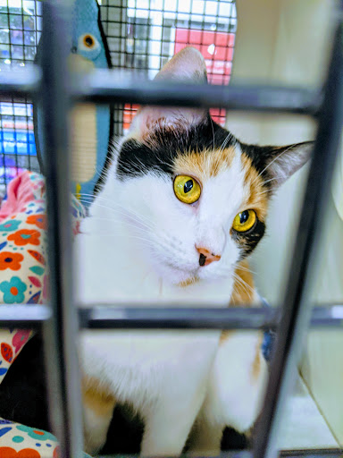 Pet Supply Store «Petco Animal Supplies», reviews and photos, 41 Narrows Shopping Center, Edwardsville, PA 18704, USA