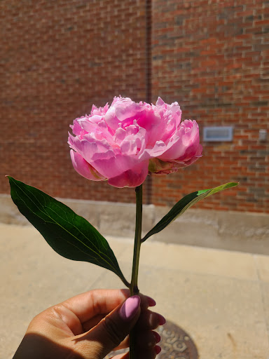 Florist «Fleurish», reviews and photos, 122 N Walnut St, Champaign, IL 61820, USA