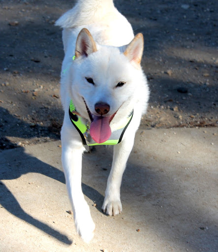 Dog Park «Eisenhower Dog Park», reviews and photos, 576 Salisbury Park Dr, Westbury, NY 11590, USA