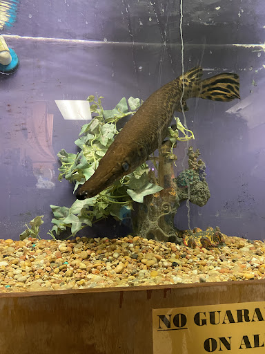 Pet Store «Forever Pets Inc», reviews and photos, 1030 Basse Rd, San Antonio, TX 78212, USA