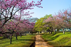 Sakura Matsuri image