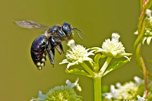 Tourist Attraction «Shark Valley Tram Tours», reviews and photos, 36000 SW 8th St, Miami, FL 33194, USA