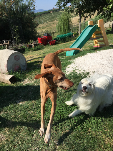 Pensioni per cani e dog hotel a Amici Felici