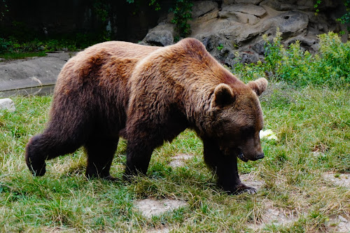 attractions Parc'Ours Borce