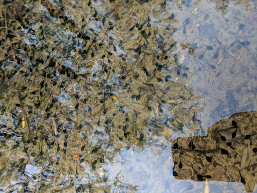 Park «Freedom Park», reviews and photos, 44705 Palmer Rd, Canton, MI 48188, USA