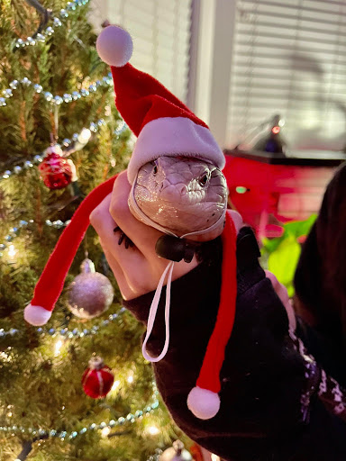 Pet Store «Creature Comforts Pet Care», reviews and photos, 15106 SE McLoughlin Blvd, Portland, OR 97267, USA