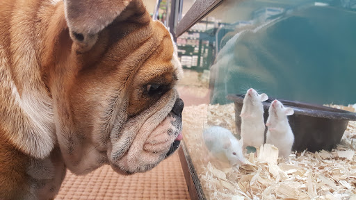 Pet Store «Pet Depot», reviews and photos, 22069 US-72 i, Athens, AL 35613, USA